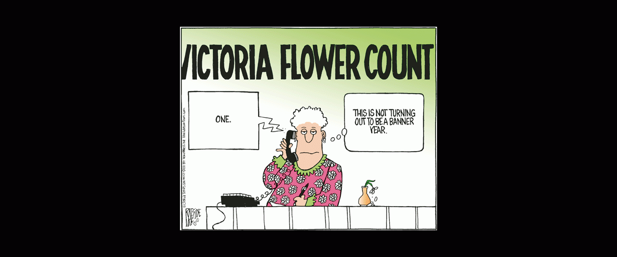 victoria_flower_count